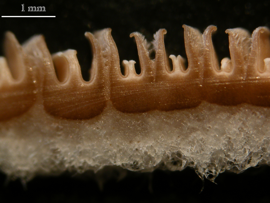 Schizophyllum commune